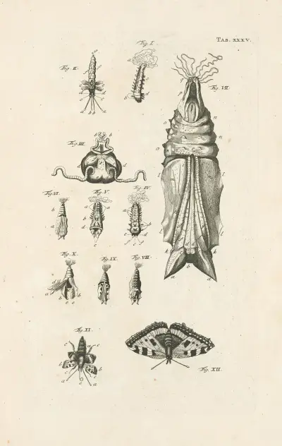 The book of nature, or, The history of insects Pl.35, Jan Swammerdam