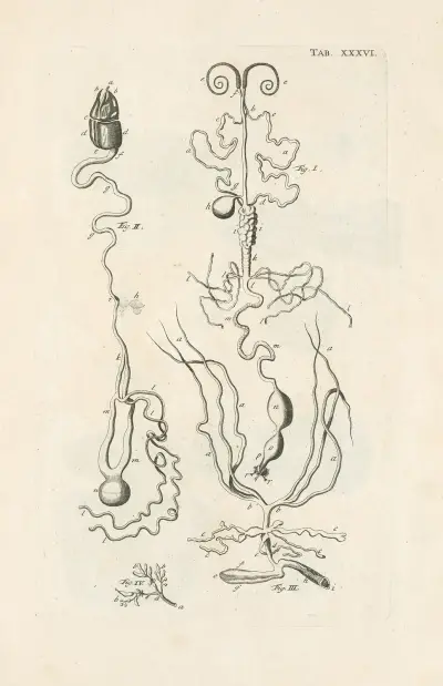 The book of nature, or, The history of insects Pl.36, Jan Swammerdam