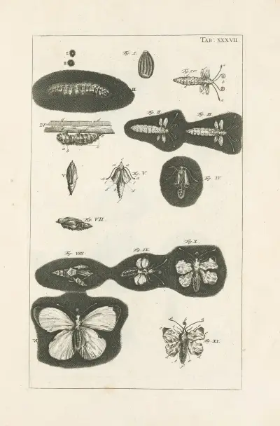 The book of nature, or, The history of insects Pl.37, Jan Swammerdam
