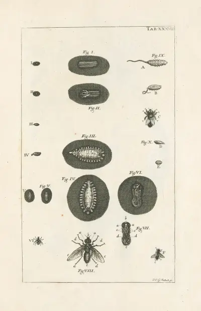 The book of nature, or, The history of insects Pl.38, Jan Swammerdam