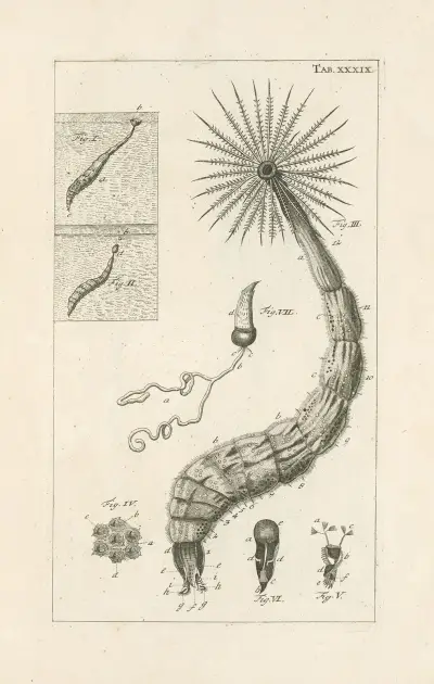 The book of nature, or, The history of insects Pl.39, Jan Swammerdam
