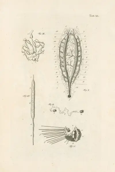 The book of nature, or, The history of insects Pl.40, Jan Swammerdam