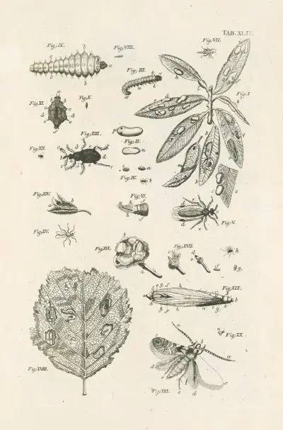 The book of nature, or, The history of insects Pl.44, Jan Swammerdam
