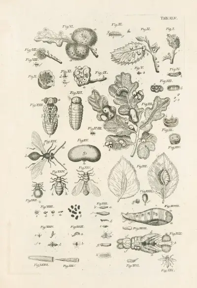 The book of nature, or, The history of insects Pl.45, Jan Swammerdam
