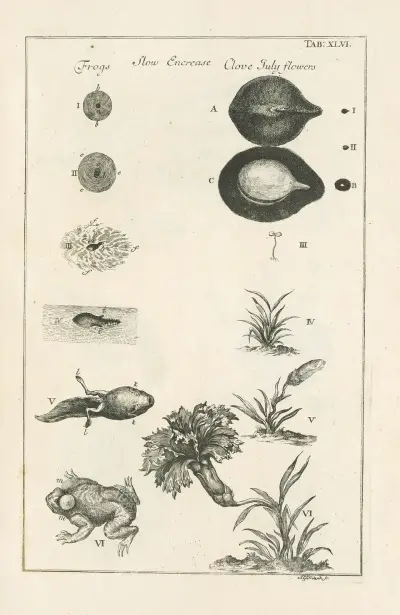 The book of nature, or, The history of insects Pl.46, Jan Swammerdam