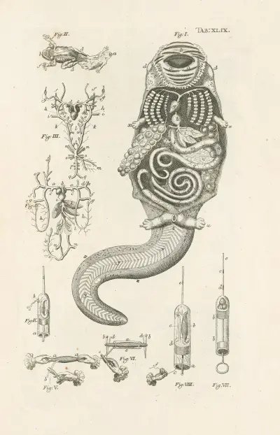 The book of nature, or, The history of insects Pl.49, Jan Swammerdam