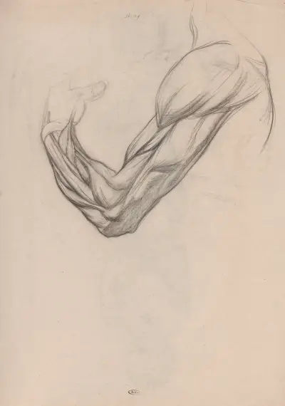Anatomische studie van de spieren van een rechterarm av Jan Veth