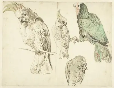 Four Studies of Cockatoos av Jan Weenix