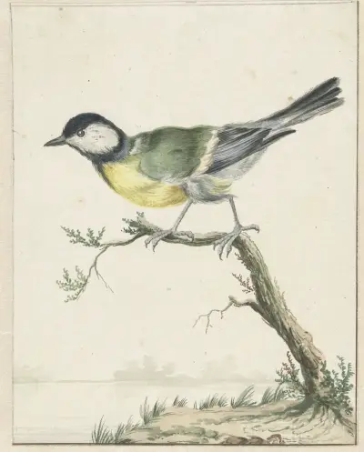 Koolmees av Jan Weenix