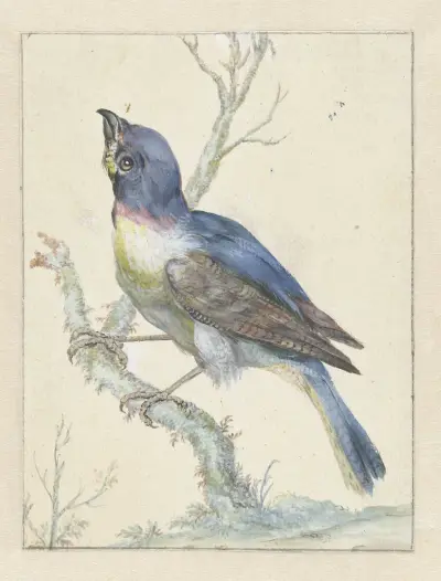 Lazuli Bunting av Jan Weenix