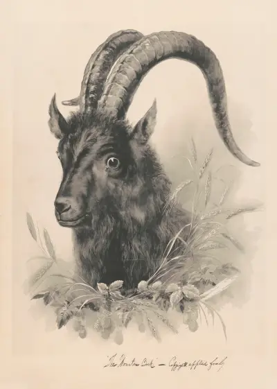Der Bergbock von Henry Jerome Schile