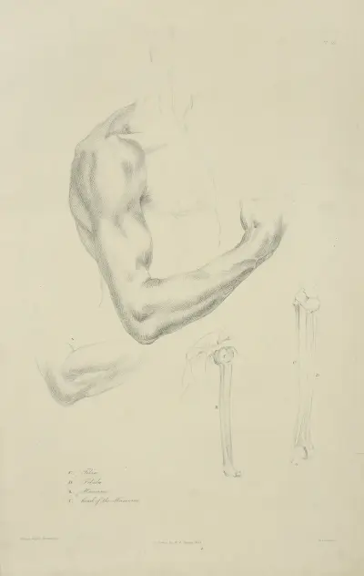 Vier Ansichten der Muskulatur und Knochen eines gebeugten Arms von John Flaxman