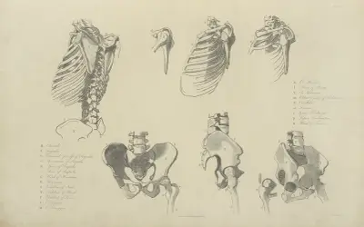 Sieben Ansichten von Knochen des Brustkorbs und Beckens von John Flaxman