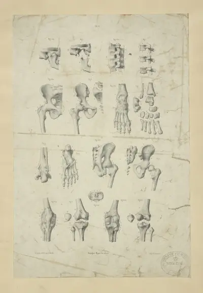 Mehrere Ansichten der Knochen von Becken, Knie und Fuß von John Flaxman