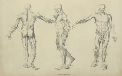 Drei Muskelposen von John Flaxman