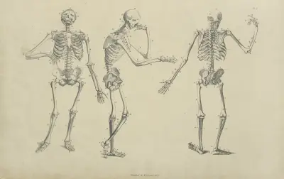 Drei Skelettposen von John Flaxman
