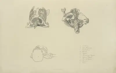Drei Ansichten von Knochen des oberen Rumpfes von John Flaxman