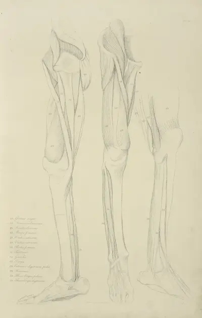 Drei Ansichten der Beinmuskulatur von John Flaxman
