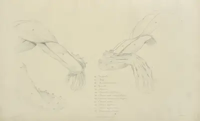 Drei Ansichten der Armmuskulatur von John Flaxman