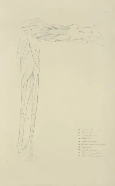 Zwei Ansichten der Muskulatur des Unterschenkels von John Flaxman