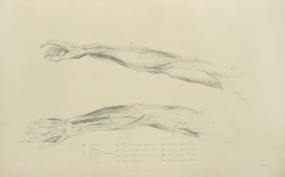 Zwei Ansichten der Armmuskulatur – Nr. 1 von John Flaxman