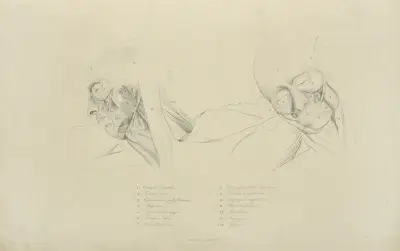 Zwei Ansichten der Gesichtsmuskulatur von John Flaxman
