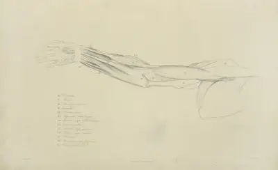 Ansicht der Armmuskulatur von John Flaxman