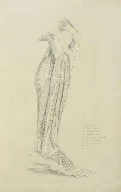 Ansicht der Beinmuskulatur 2 von John Flaxman