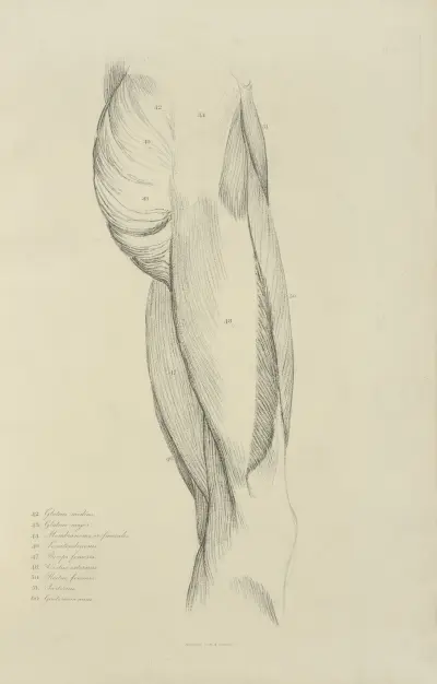 Ansicht der Muskulatur des Oberschenkels und des Gesäßes von John Flaxman
