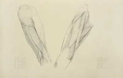 Ansicht der Muskulatur des Oberschenkels von John Flaxman