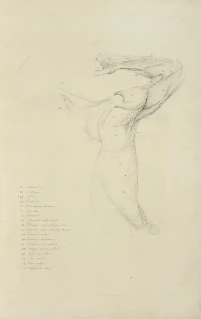 Ansicht des rechten Arms und der Seite des Oberkörpers von hinten von John Flaxman