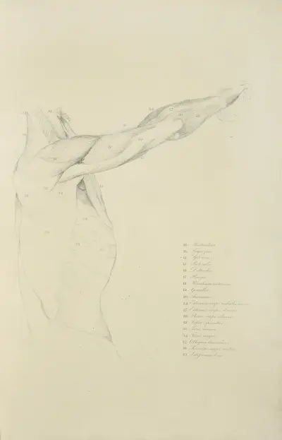 Ansicht des rechten Arms und der Seite des Oberkörpers von der Seite von John Flaxman