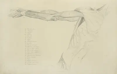 Ansicht des rechten Arms und der Seite des Oberkörpers von John Flaxman