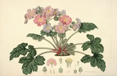 Collectanea botanica Pl.07 av John Lindley