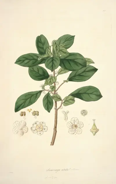 Collectanea botanica Pl.09 av John Lindley