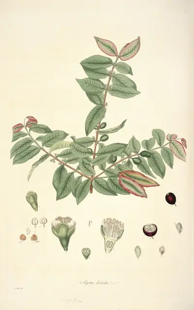 Collectanea botanica Pl.19 av John Lindley