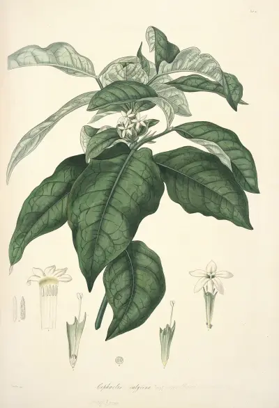 Collectanea botanica Pl.21 av John Lindley