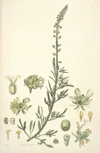 Collectanea botanica Pl.22 av John Lindley