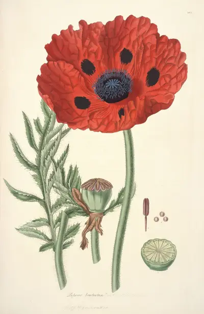 Collectanea botanica Pl.23 av John Lindley