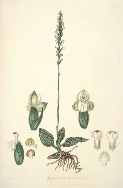 Collectanea botanica Pl.25 av John Lindley