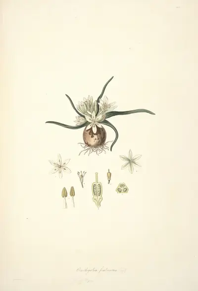 Collectanea botanica Pl.28 av John Lindley