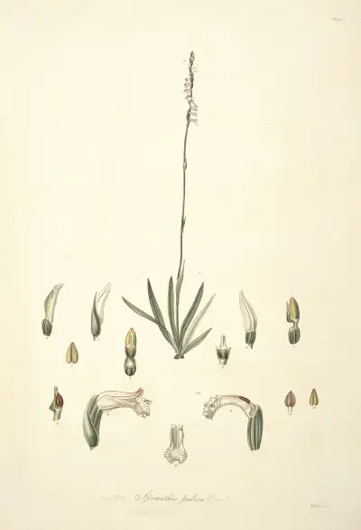Collectanea botanica Pl.30 av John Lindley