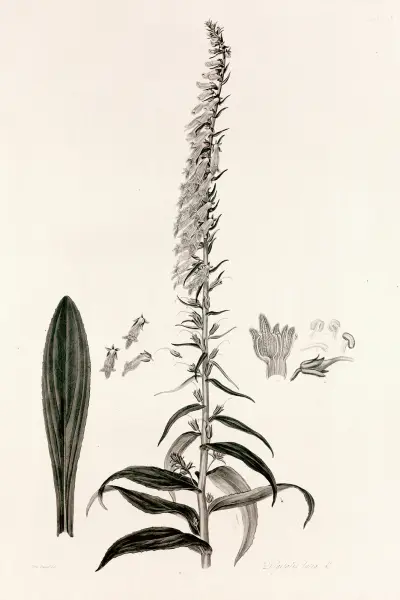 Collectanea botanica Pl.35 av John Lindley