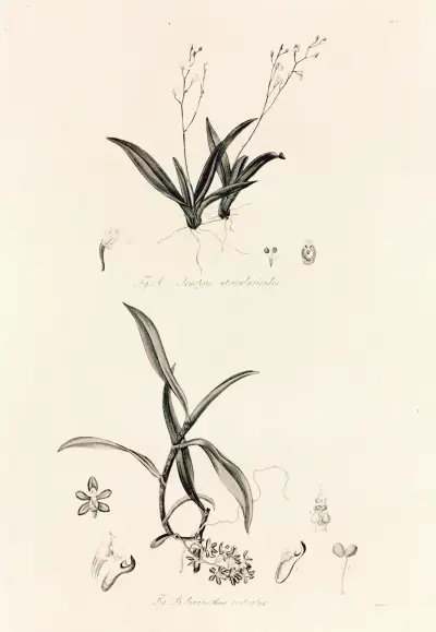 Collectanea botanica Pl.39 av John Lindley