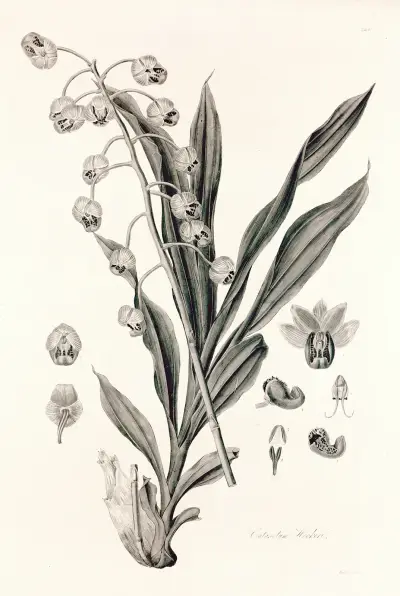 Collectanea botanica Pl.40 av John Lindley