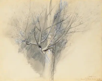 Budding Sycamore von John Ruskin