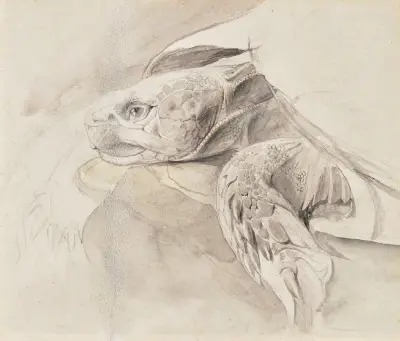 Study of a tortoise von John Ruskin