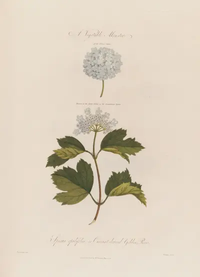 A Vegetable Monster. Spiraea opulifolia ; or Currant-leaved Gelder Rose von Robert John Thornton