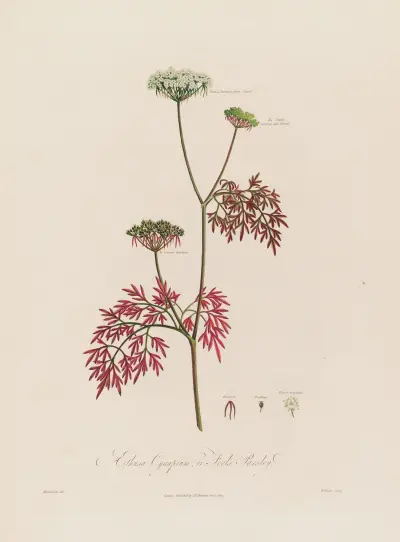 Aethusa Cynapium ; or Fool’s Parsley. von Robert John Thornton