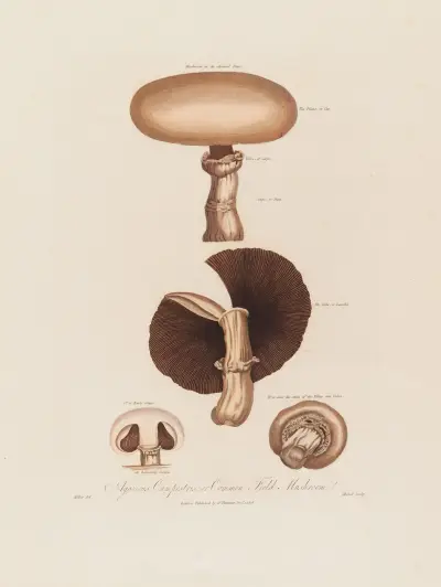 Agaricus Campestris ; or Common Field Mushroom von Robert John Thornton